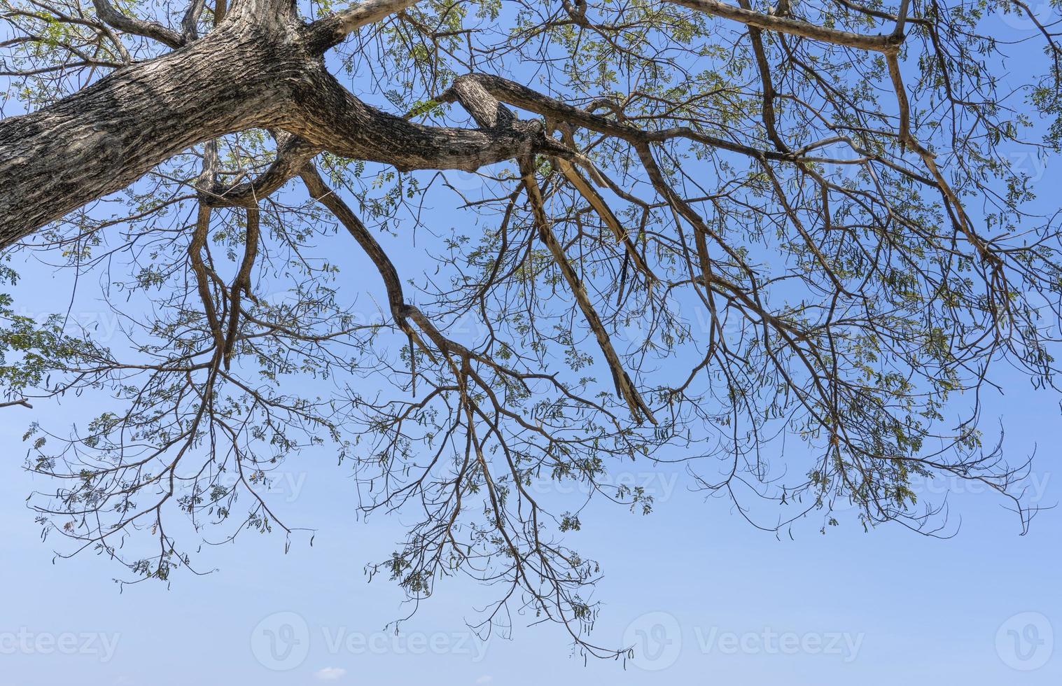 looking up at the branches in the sky, natural branch background photo