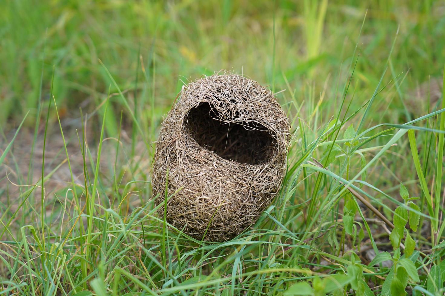 bird's nest on green grass background. bird's nest falling on the ground. Ploceus philippinus photo