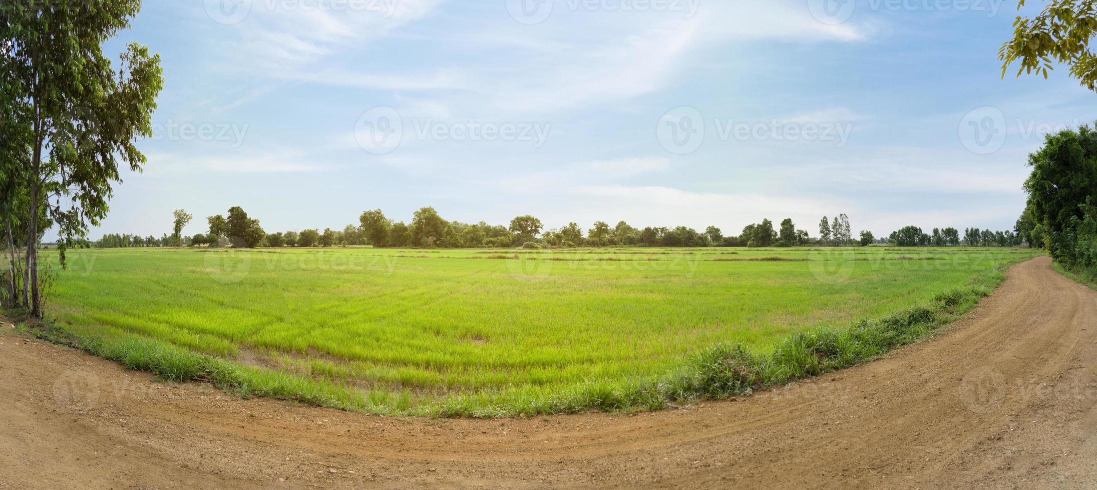 panorama hermoso de campos de arroz verde con nubes y caminos rurales. paz en la naturaleza. árboles y cielo en el fondo de la naturaleza. día pacífico. hermoso concepto de camino de la naturaleza foto