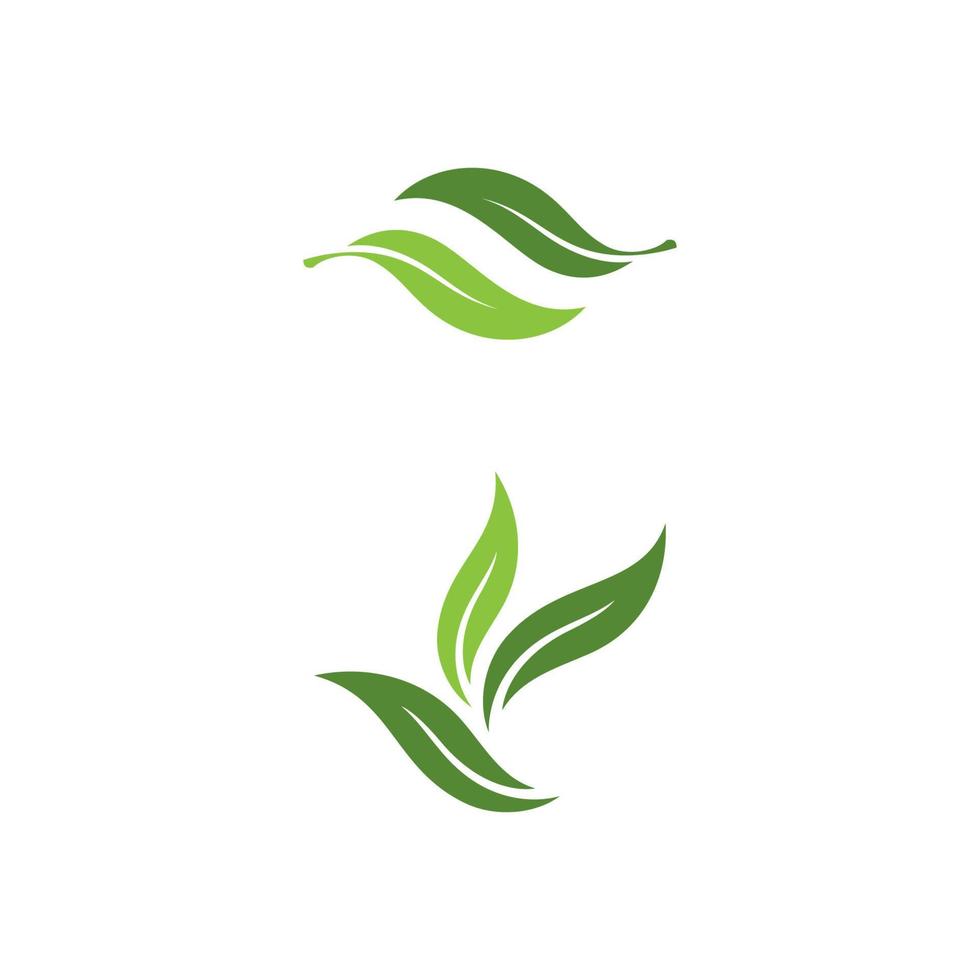 Olive leaf vector illustration design
