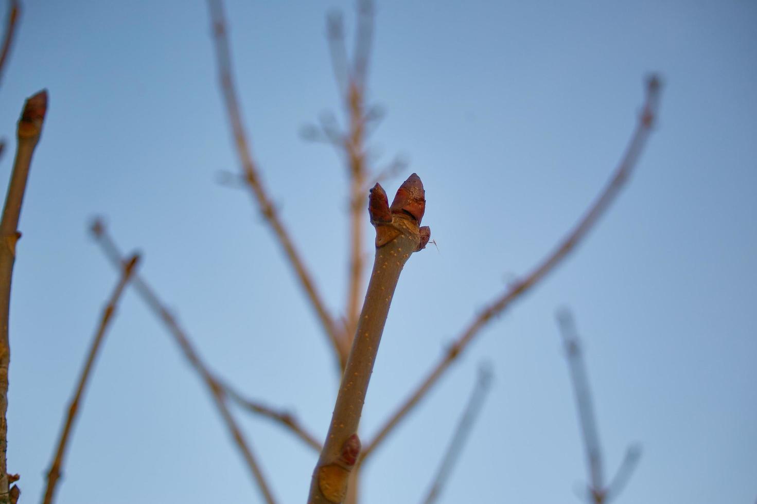 branches of a tree without leaves in early spring against a bright blue sky and the wagtail on branch photo