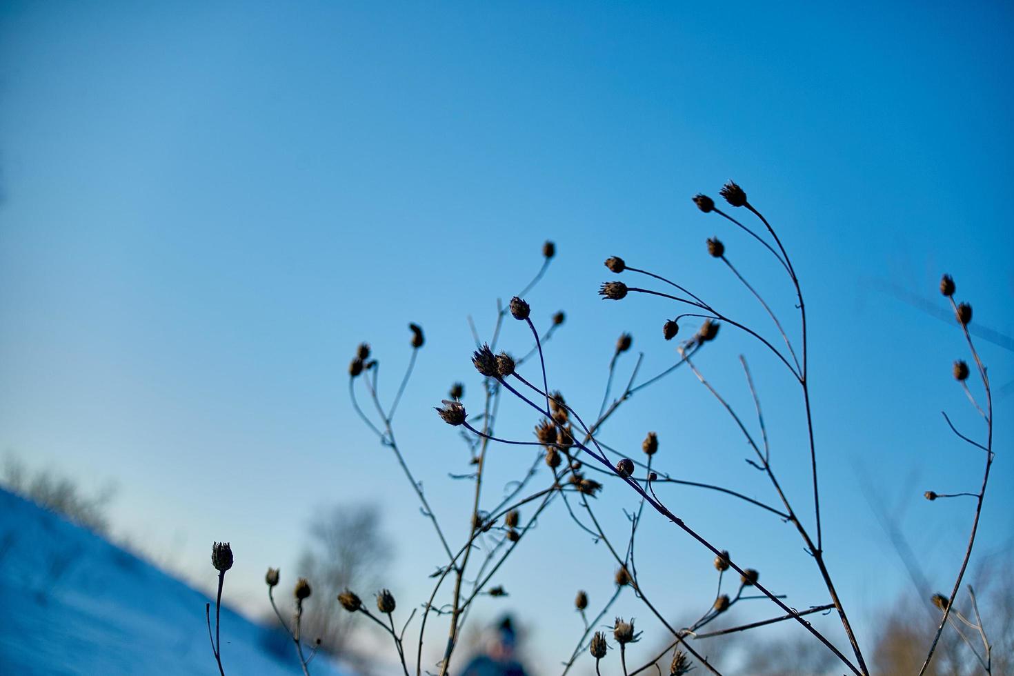 branches of a tree without leaves in early spring against a bright blue sky and the wagtail on branch. photo