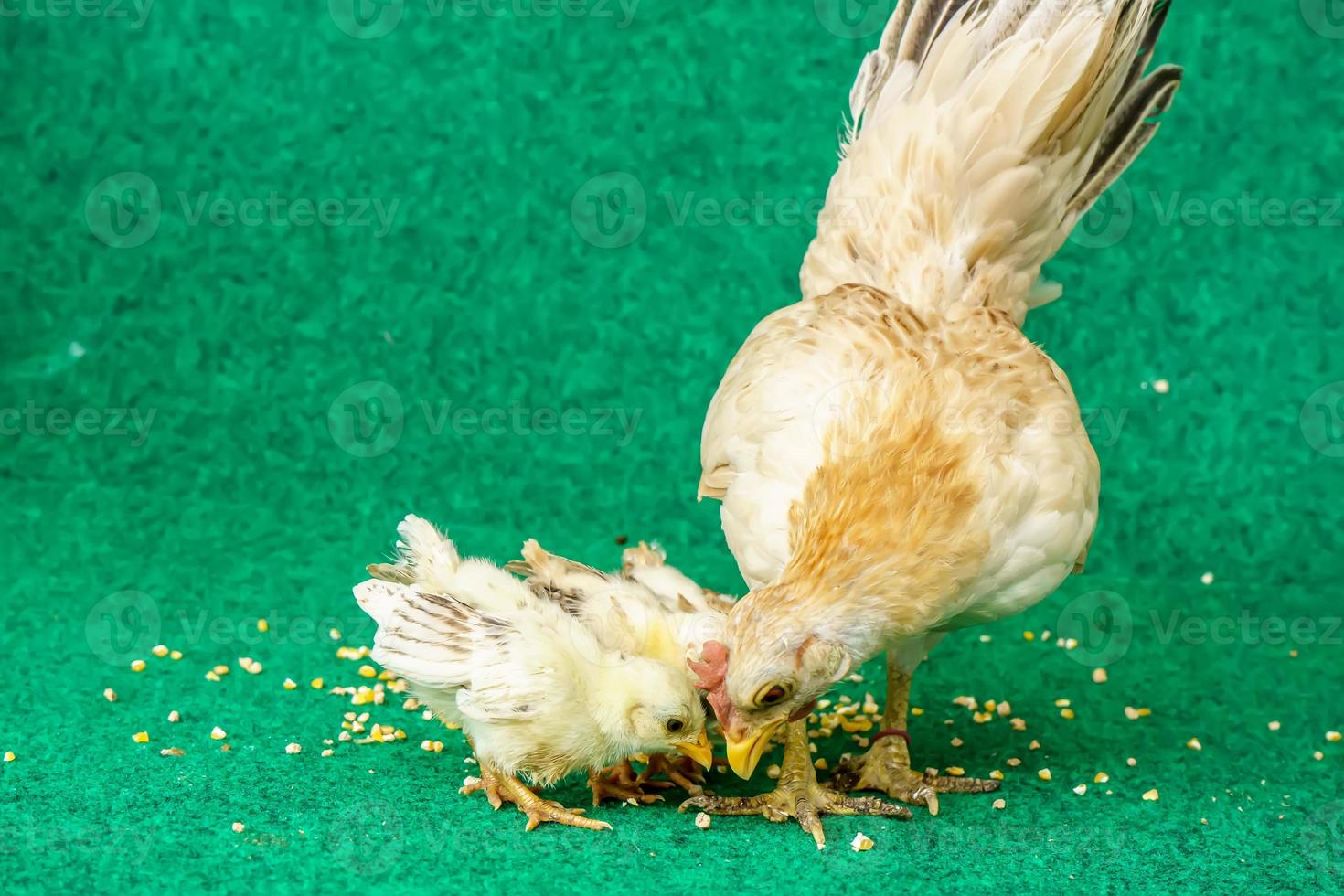 Hens and chicks photo