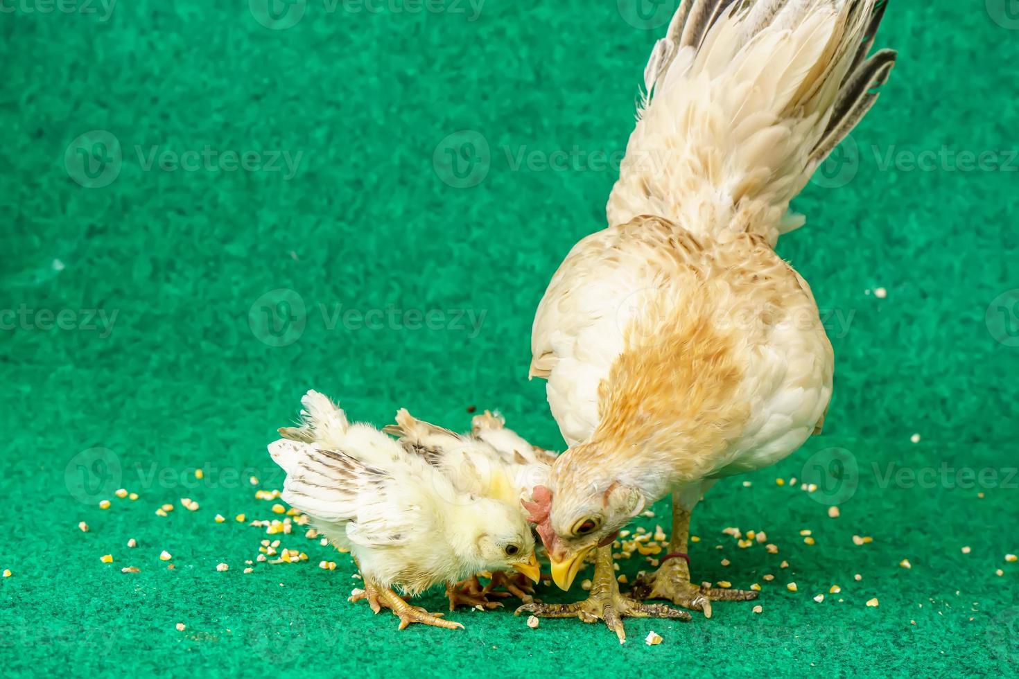 gallinas y pollitos foto