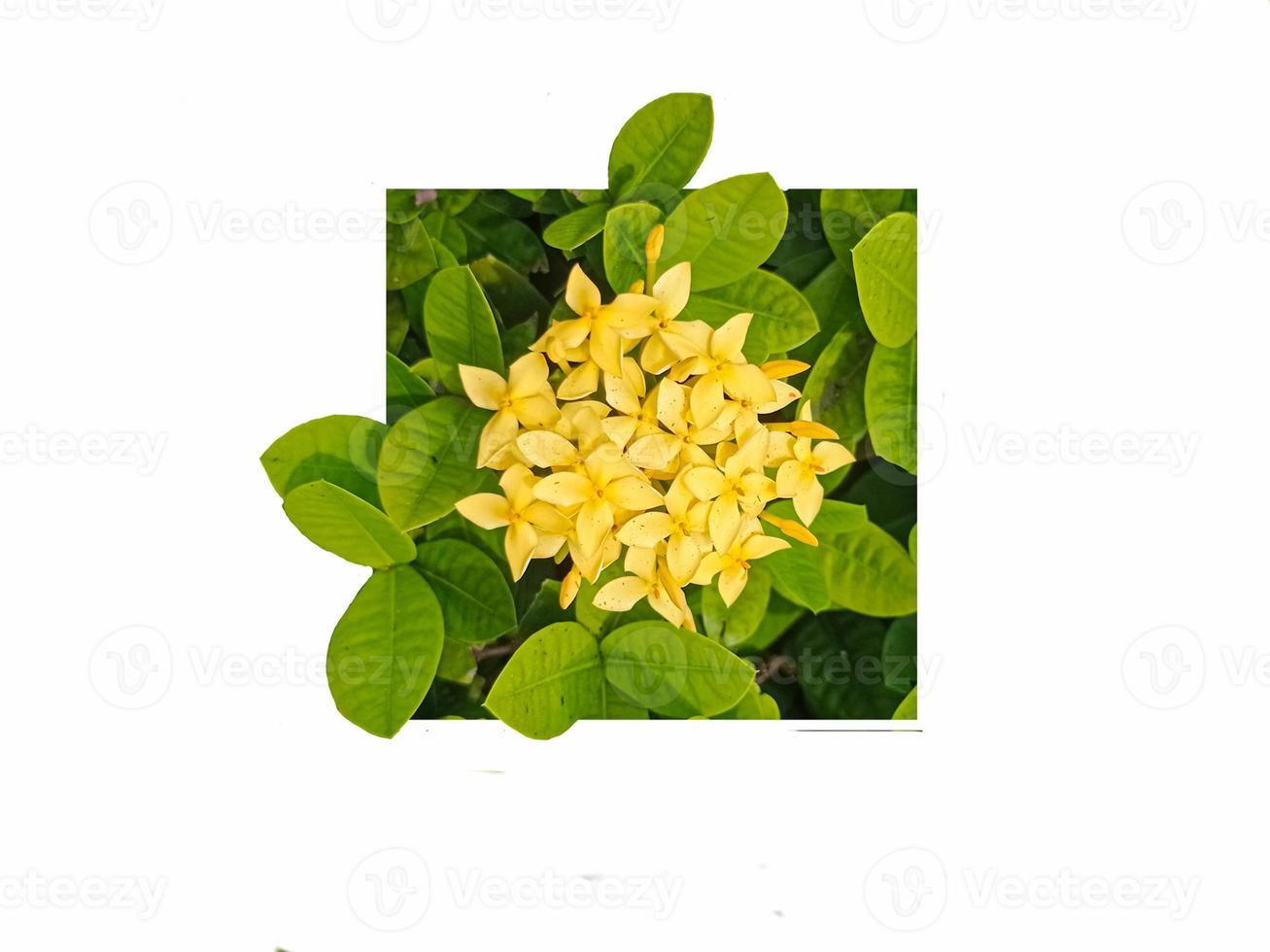 isolated yellow spike flowers on a white background. The concept of nature photo