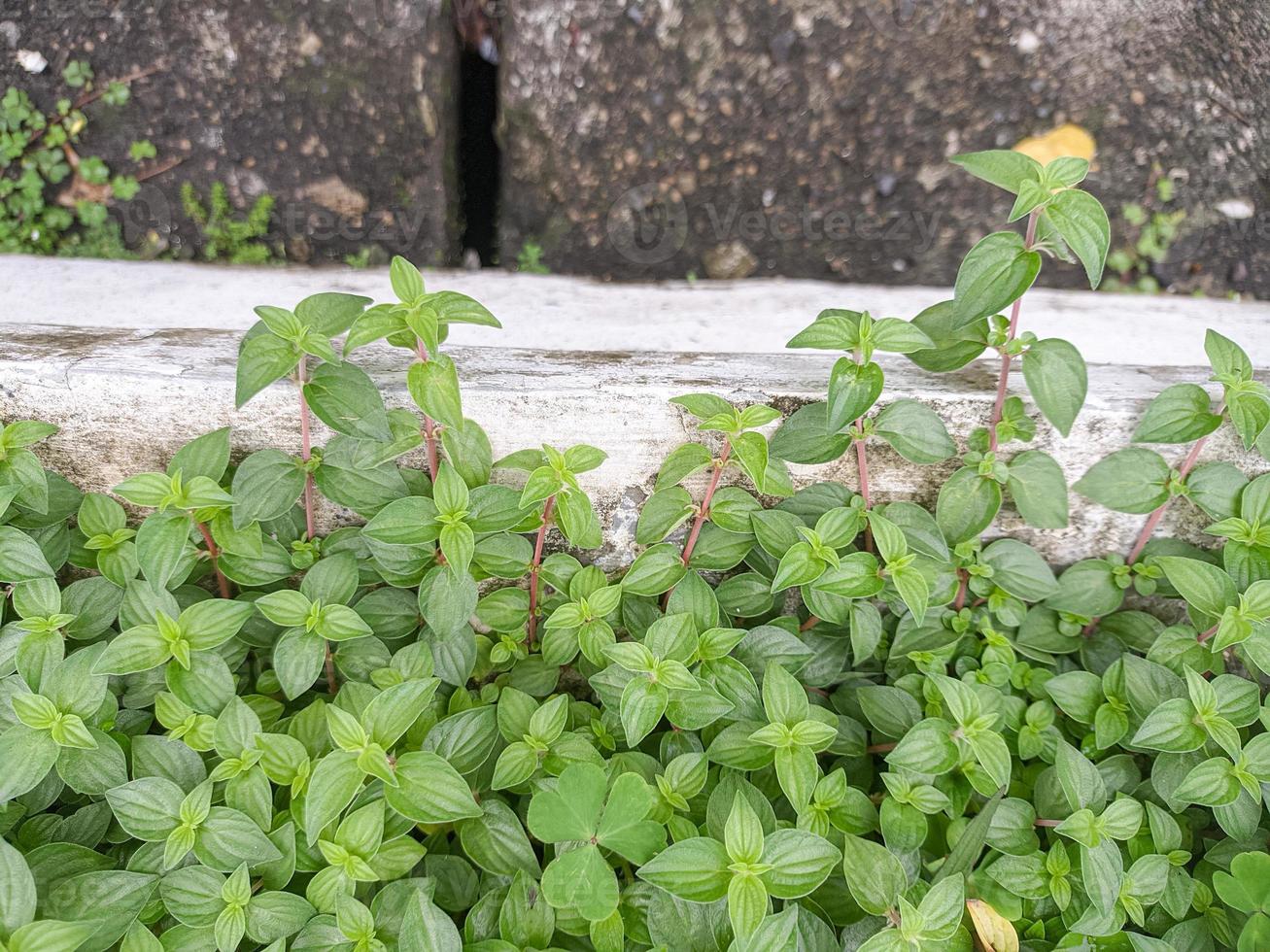 background of greenery growing in the rainy season photo