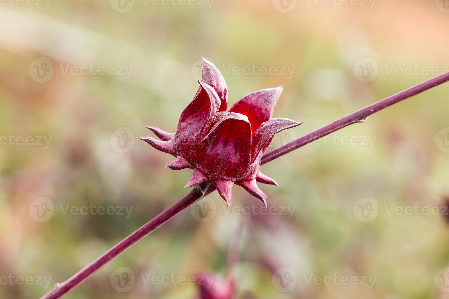 The roselle Hibiscus sabdariffa photo