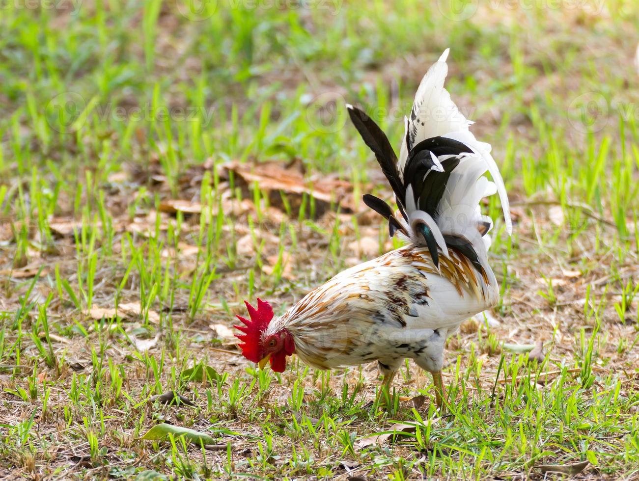 White Bantam close up photo