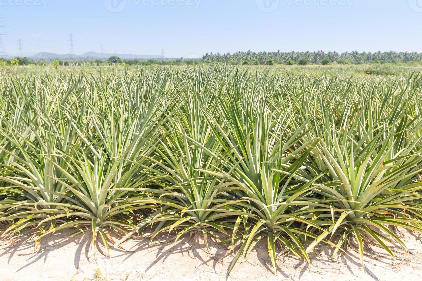 Pineapple plantation close up photo