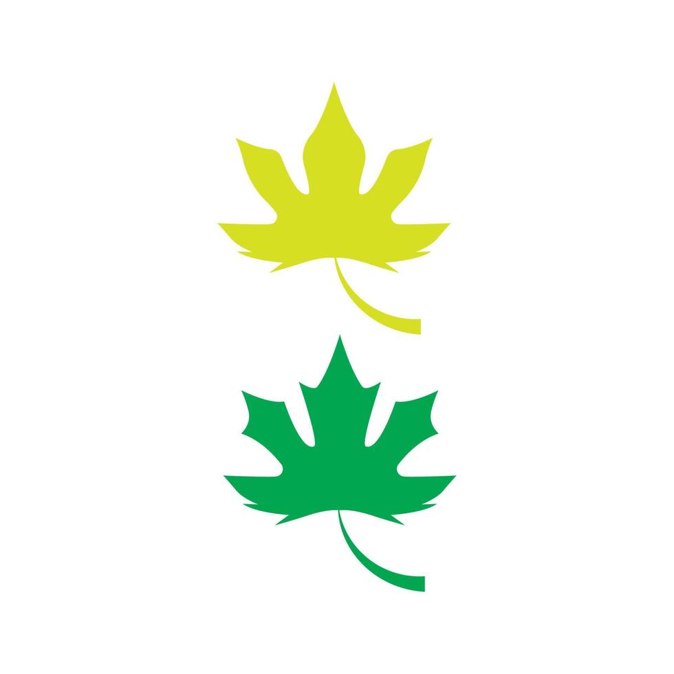 Maple leaf vector illustration