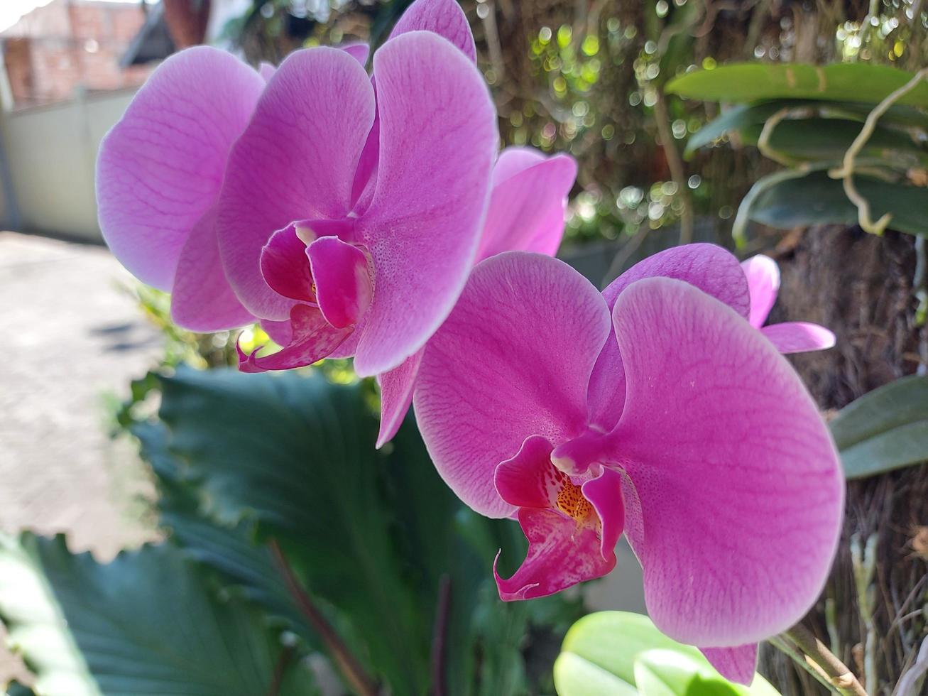 enfoque selectivo de la hermosa flor de orquídea lunar en el fondo borroso. el nombre latino es paraphalaenopsis. foto