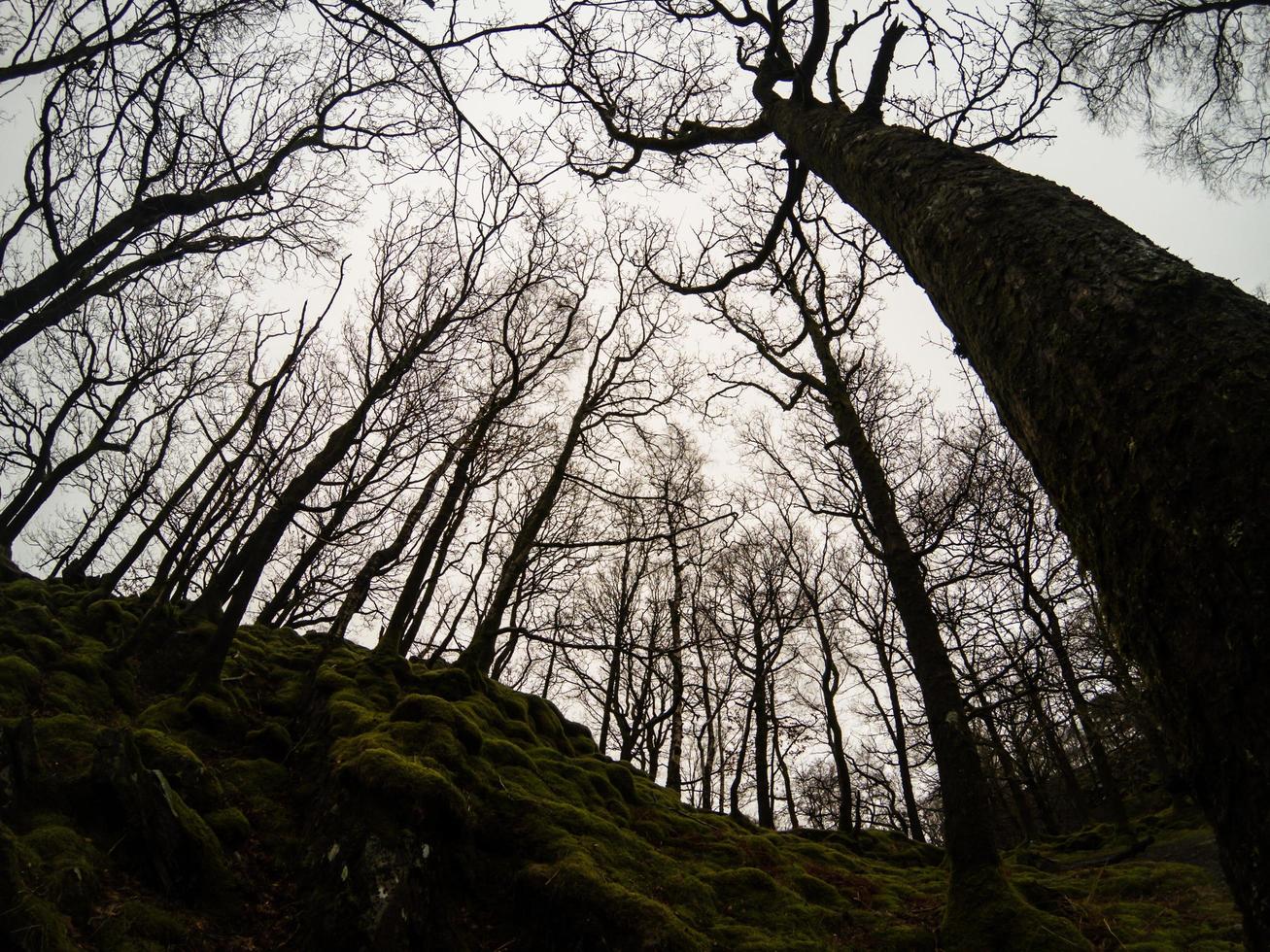 mysterious world of trees in british forests photo