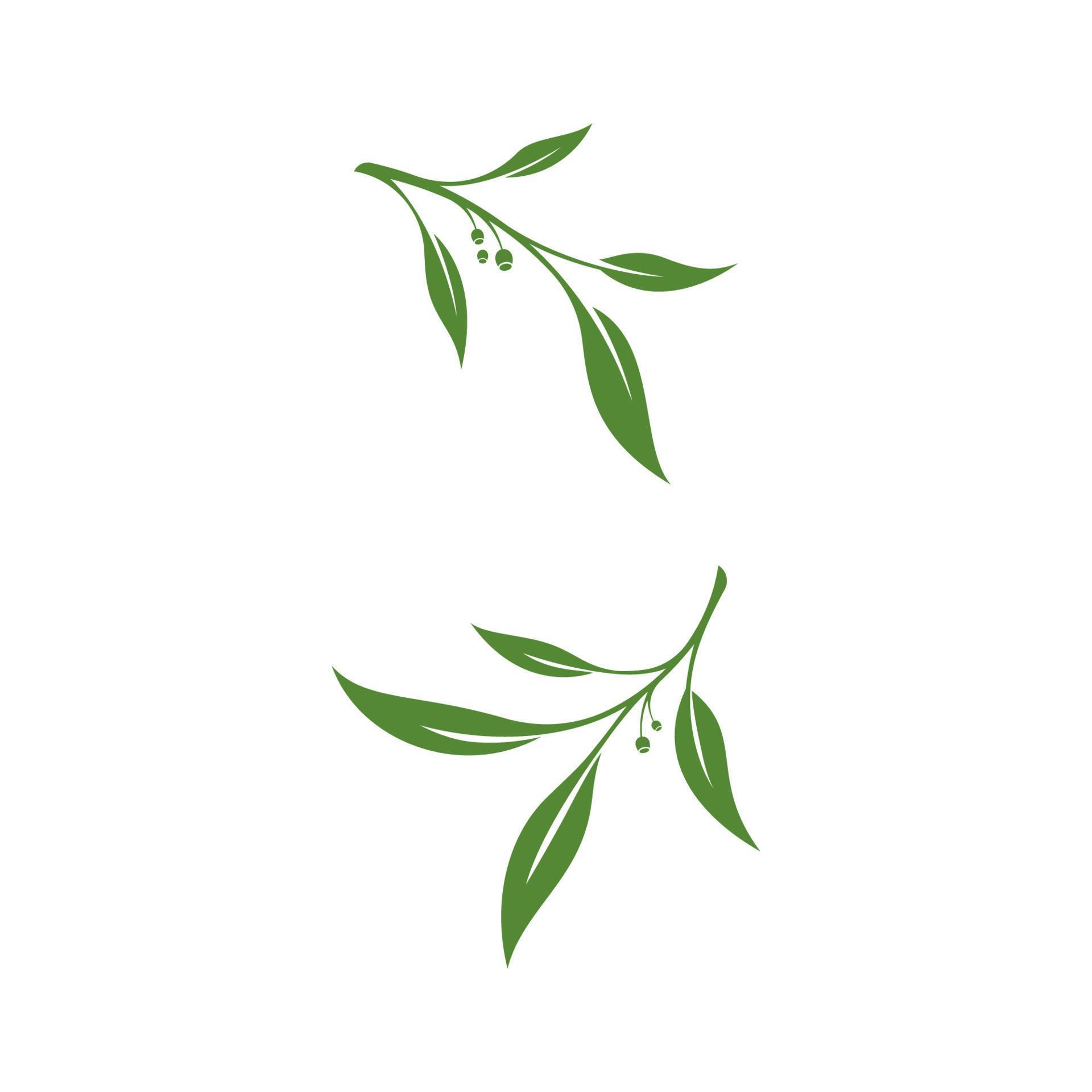 diseño de ilustración de vector de hoja de olivo 13098711 Vector en