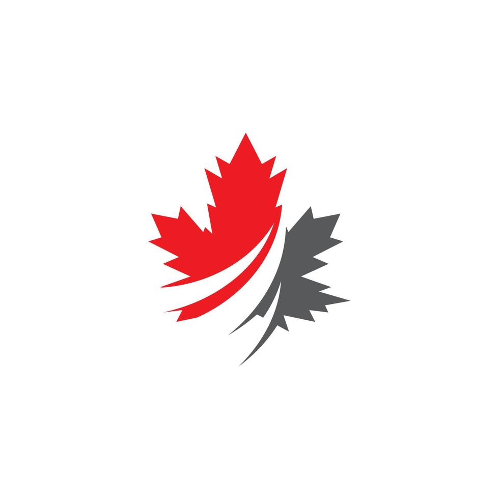 Maple leaf vector illustration