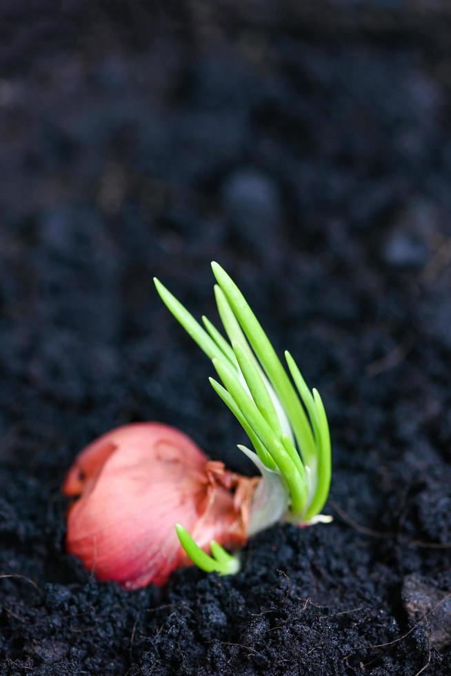 Shallot grow on soil ground in pot, plants grow organic garden, Onions are ready to grow planted shallot on ground photo