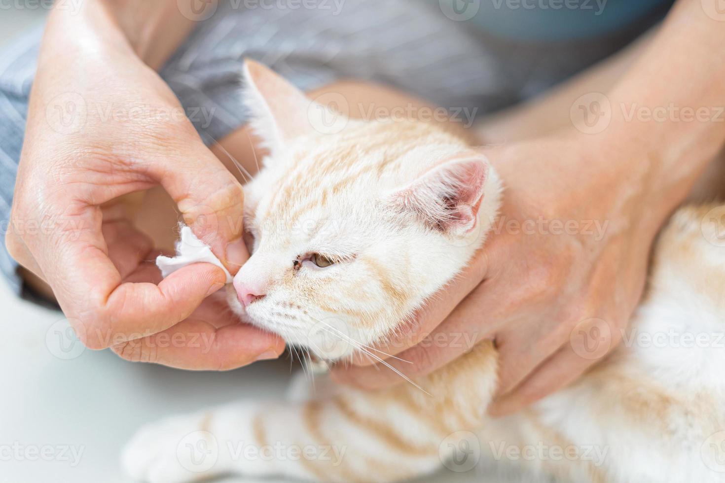 Close up Cat eyes being cleaned by a woman after Bathe cat and cotton