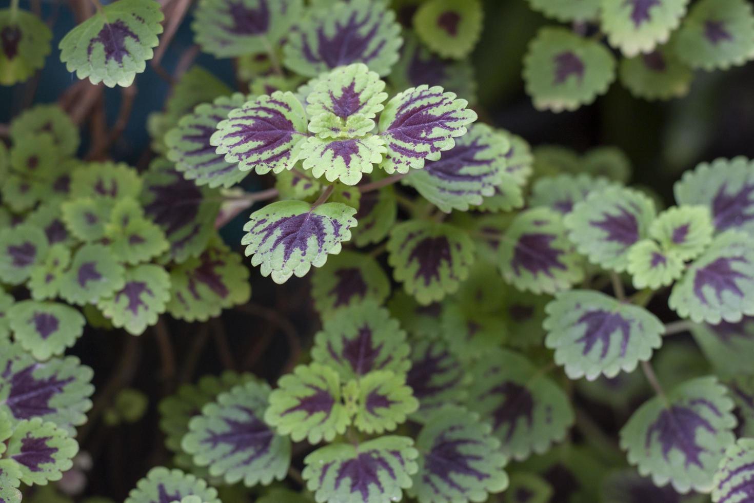 vista superior de la hoja verde y púrpura de coleus forskohlii, ortiga pintada o plectranthus scutellarioides en el jardín como fondo. foto