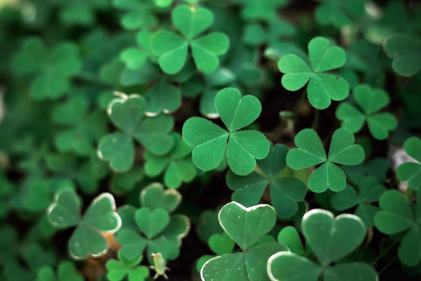 Selective focus of green background with three-leaved shamrock, Natural background, Heart shape in nature, Leaf background,  St.Patrick's day holiday symbol photo