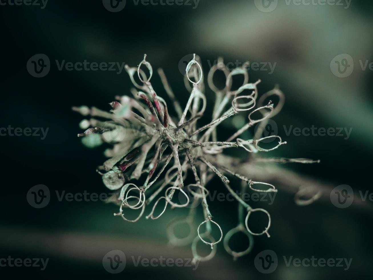 Fotografía macro abstracta de una pequeña y extraña cabeza de semilla de plantas secas con enfoque selectivo foto