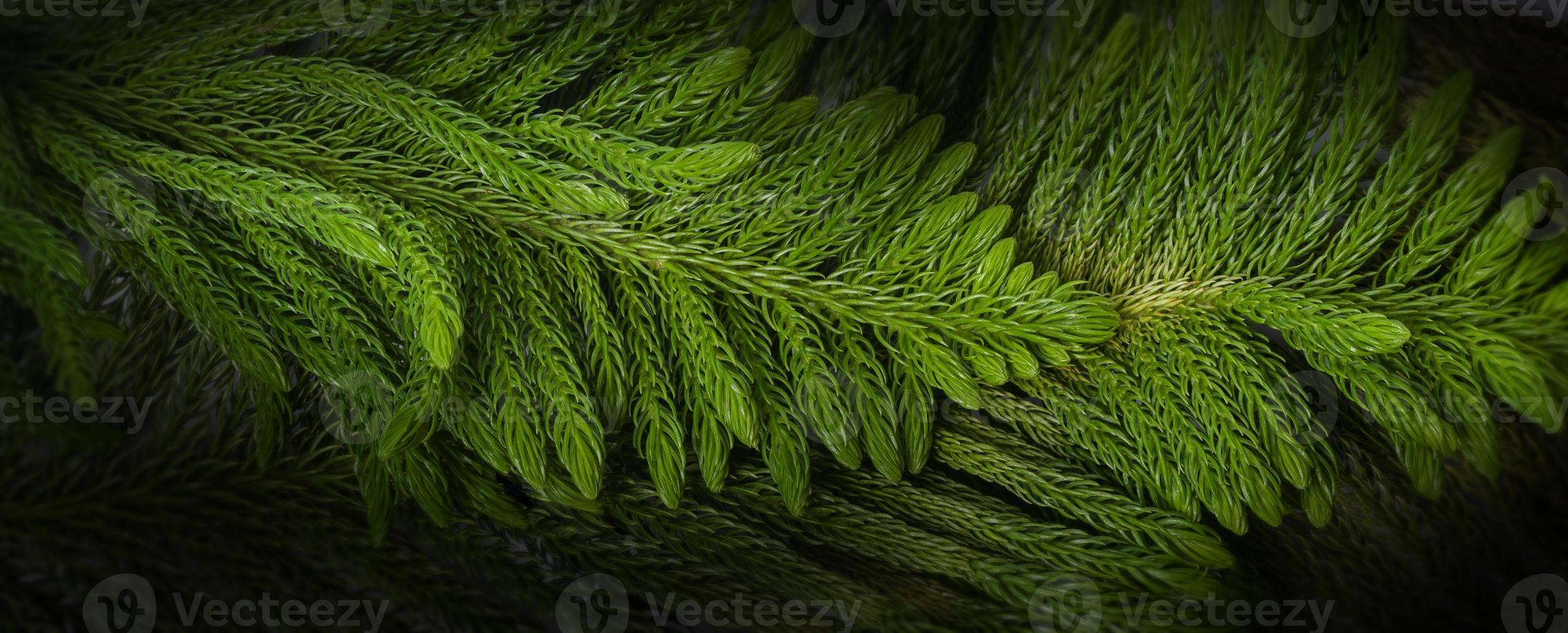 Close up Pine leaf , Christmas  background concept photo