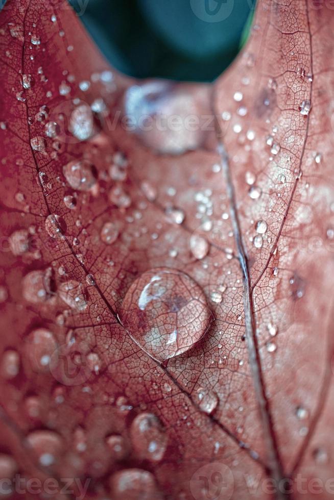 gotas de lluvia en la hoja de arce roja en días lluviosos en la temporada de otoño, fondo rojo foto