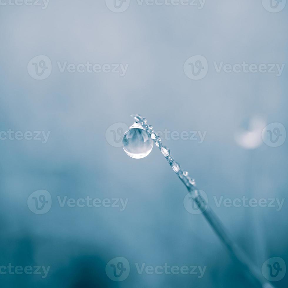 drop of water on the grass leaf in rainy days in autumn season, blue background photo