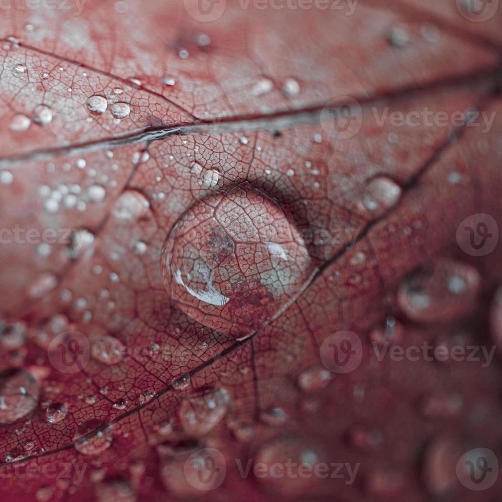 gotas de lluvia en la hoja de arce roja en días lluviosos en la temporada de otoño, fondo rojo foto