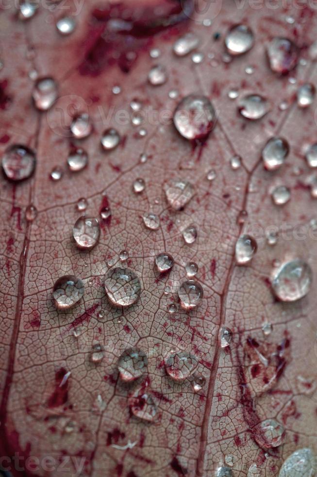 gotas de lluvia en la hoja de arce roja en días lluviosos en la temporada de otoño, fondo rojo foto