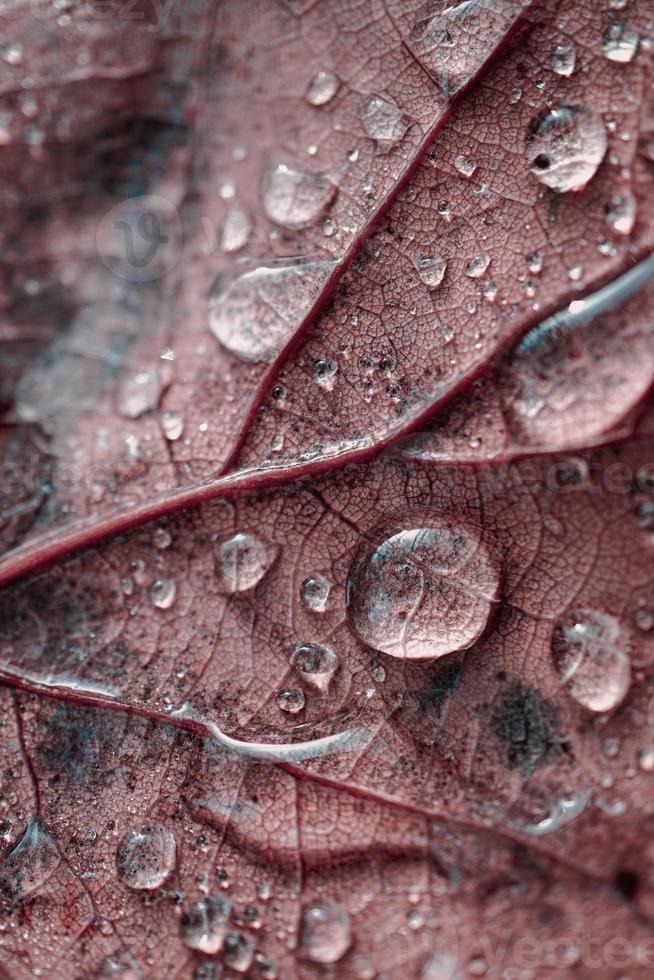 gotas de lluvia en la hoja de arce roja en días lluviosos en la temporada de otoño, fondo rojo foto