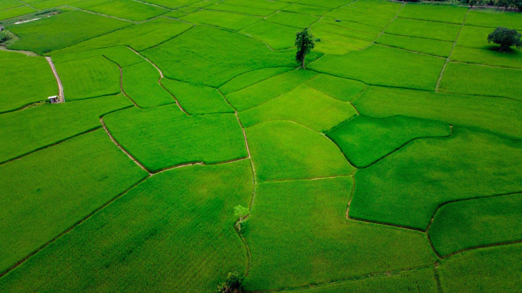 Rice fields on terraced in rainy season photo