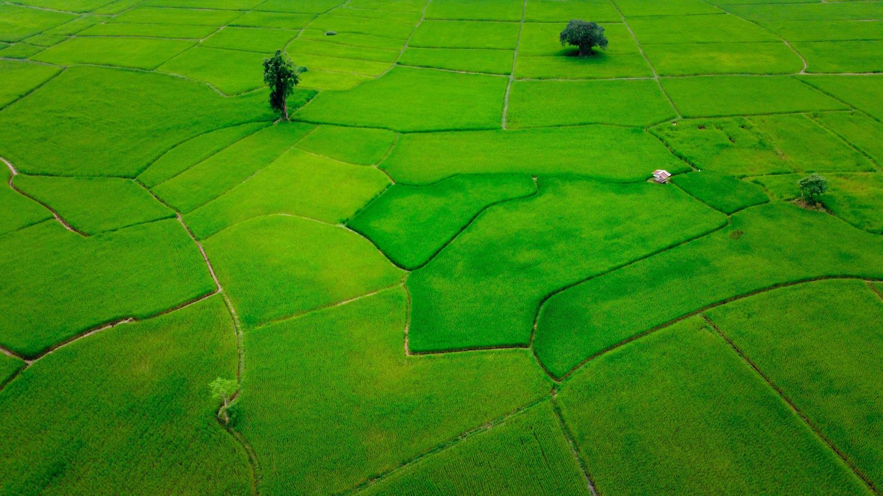 Rice fields on terraced in rainy season photo