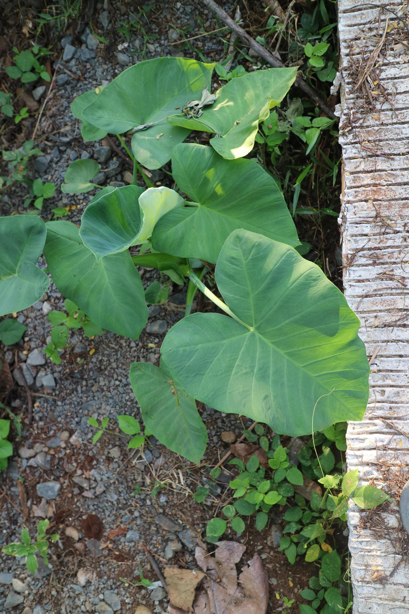 A green plant with broad, heart shaped leaves called taro plant