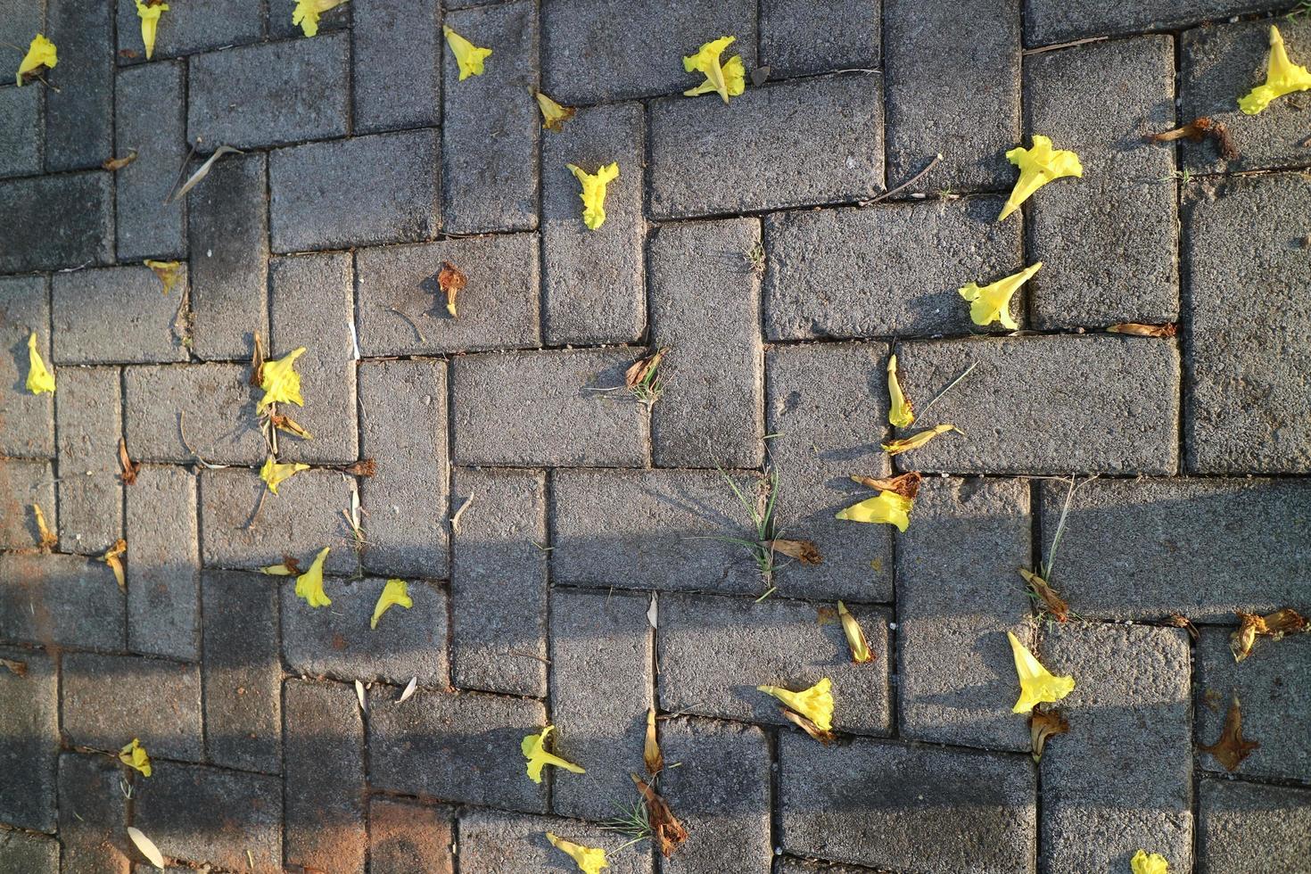 A beautiful flower named Golden trumpet falls on the paving road photo