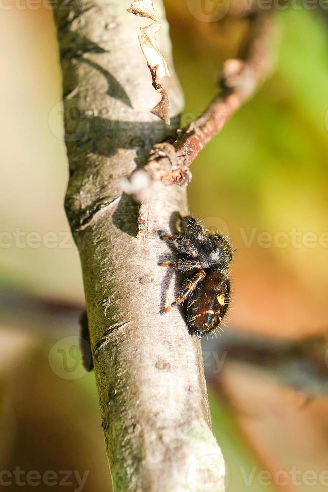 Bold jumping spider crawls up a small tree branch photo