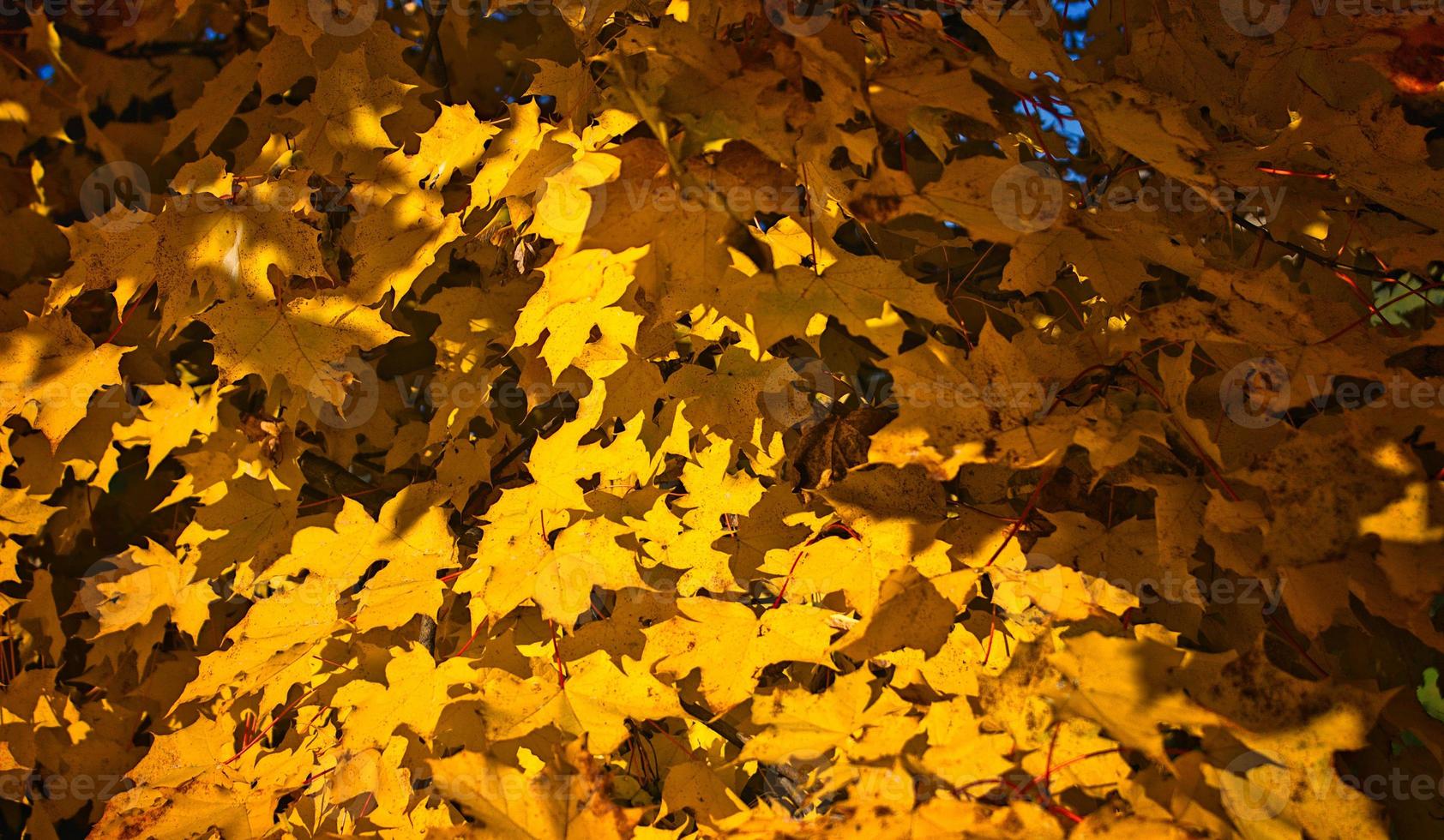 Colorful maple leaves in autumn photo