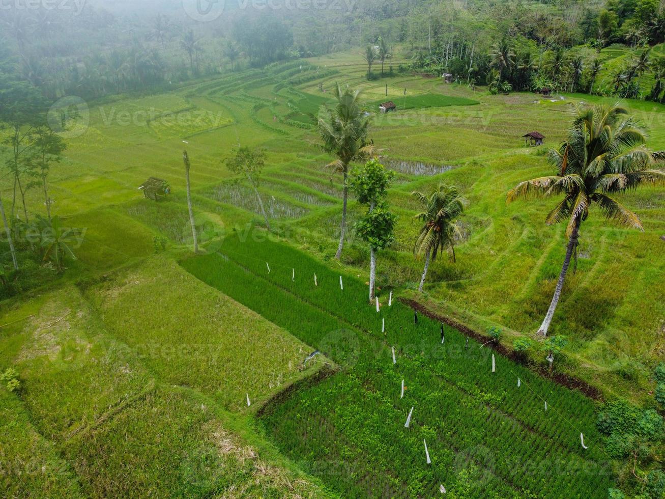 rice field view from sky photo