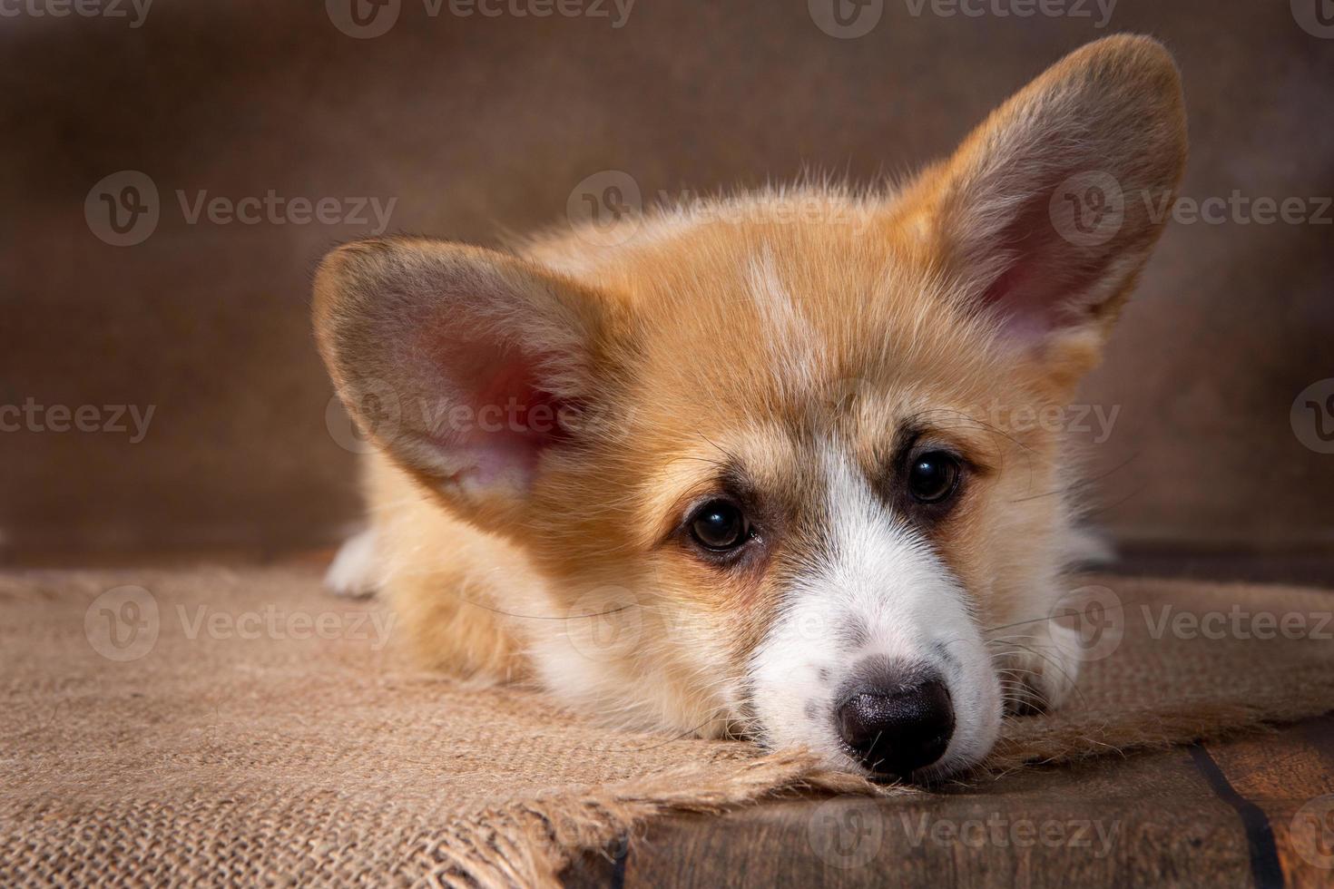 encantador cachorro galés corgi pembroke miente y mira a la cámara sobre un fondo oscuro foto