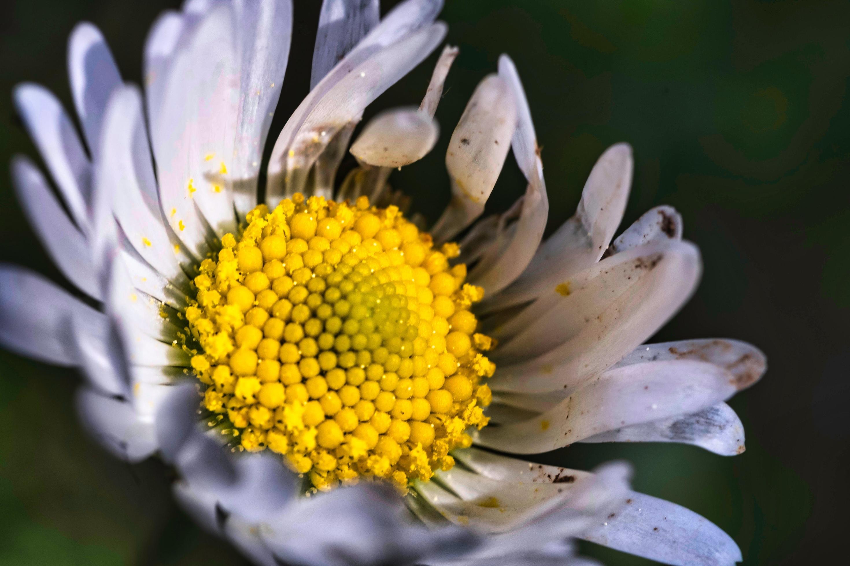 beautiful brightly colored daisy represents the beginning of spring