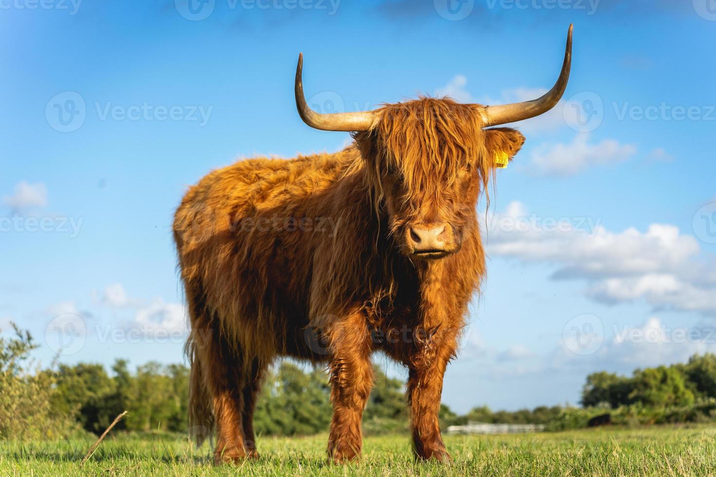 Highlander cows in the dunes of Wassenaar The Netherlands. photo