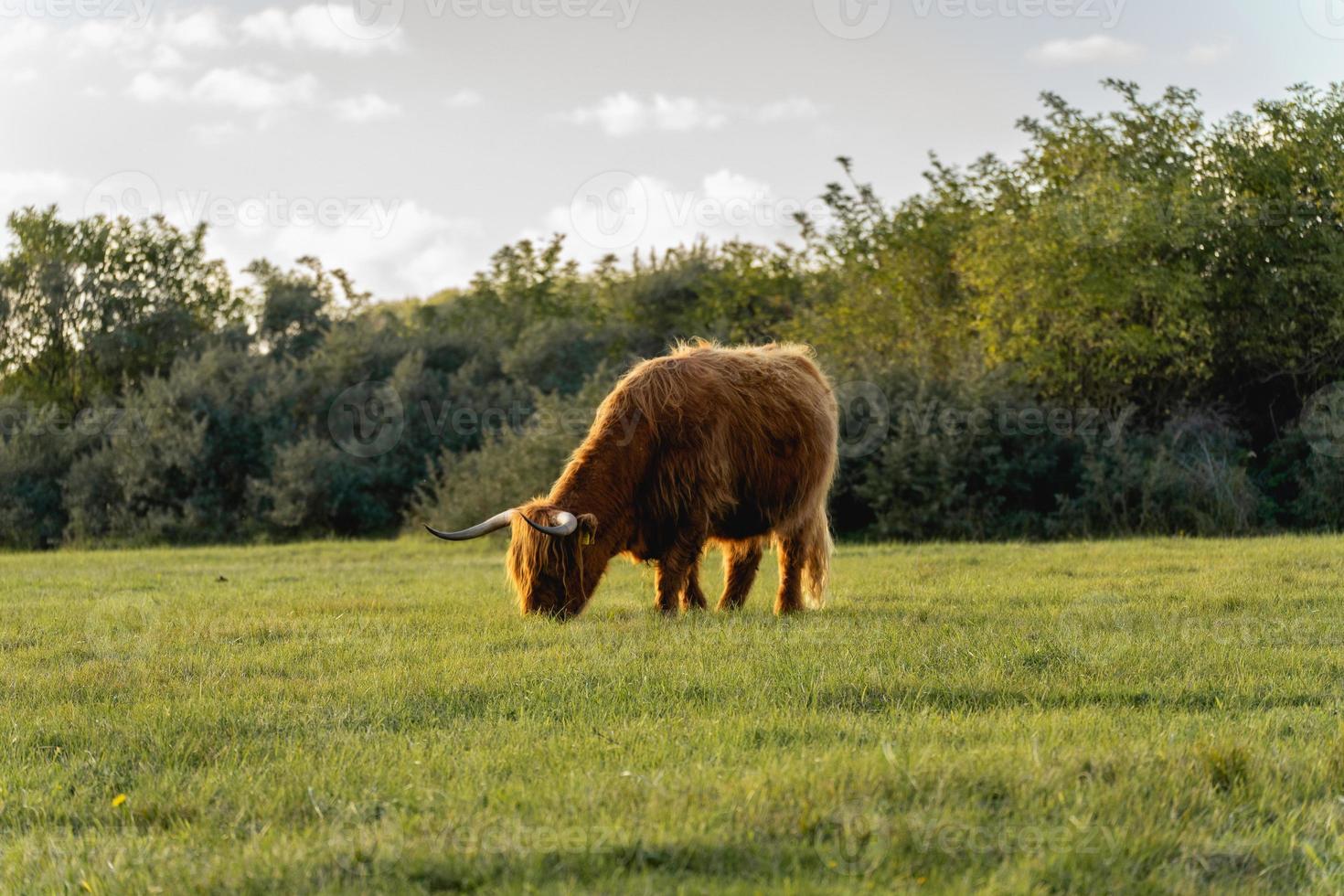 vacas montañesas en las dunas de wassenaar los países bajos. foto