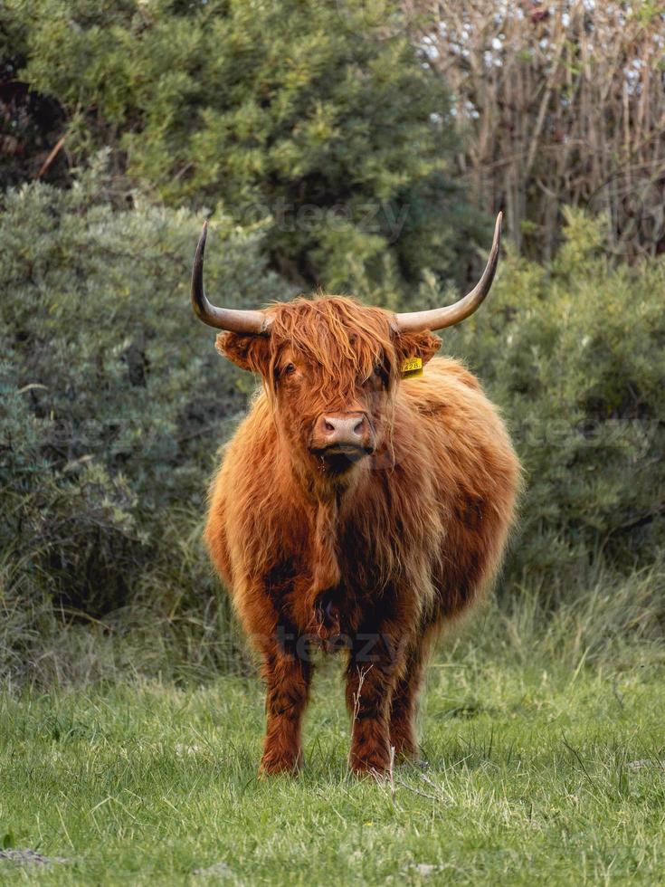 Highlander cows in the dunes of Wassenaar The Netherlands. photo