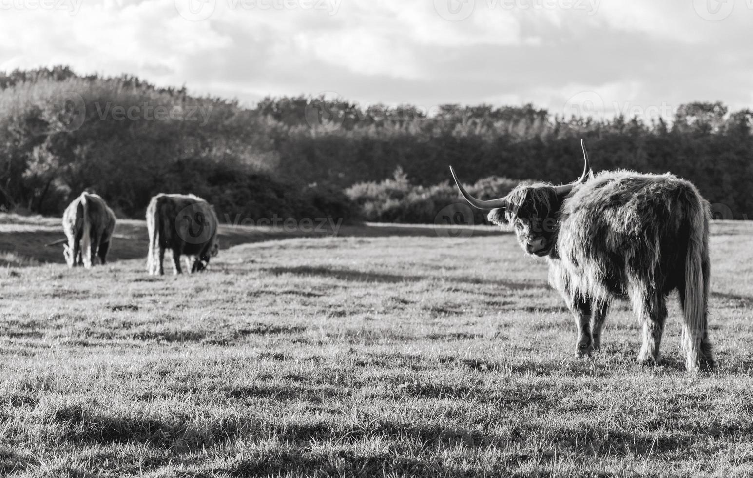 Highlander cows in the dunes of Wassenaar The Netherlands. photo