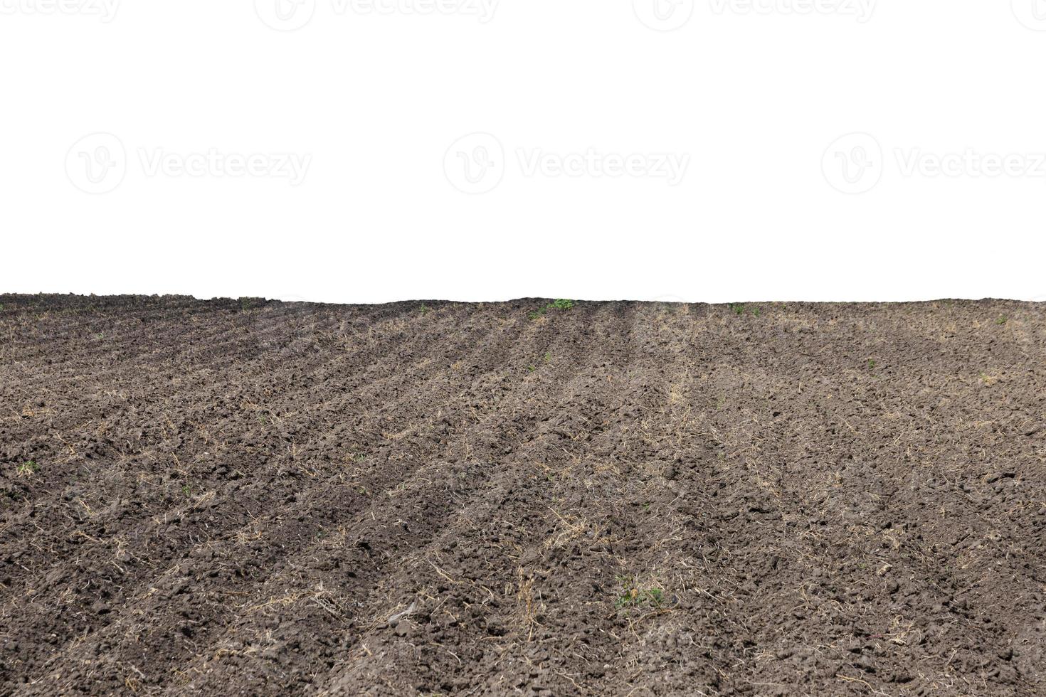 Pattern of rows in a plowed field on an isolated white background. photo