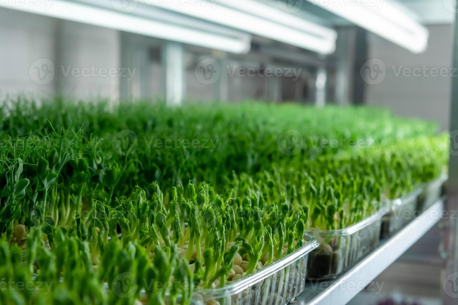 Growing seeds in a greenhouse. Micro-greenery farm. Production o photo