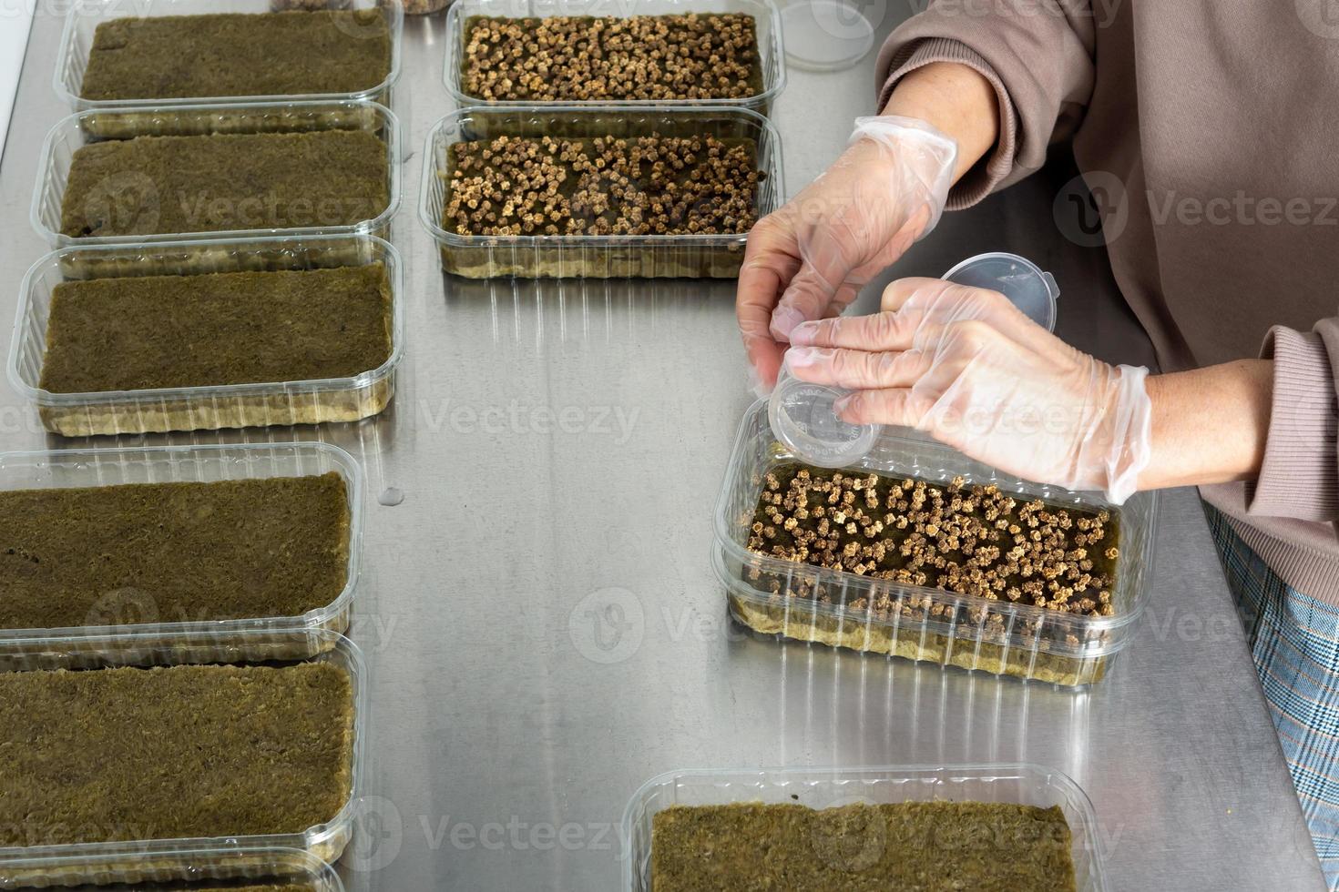 Planting micro-greens on mineral wool for growing seeds in a gre photo
