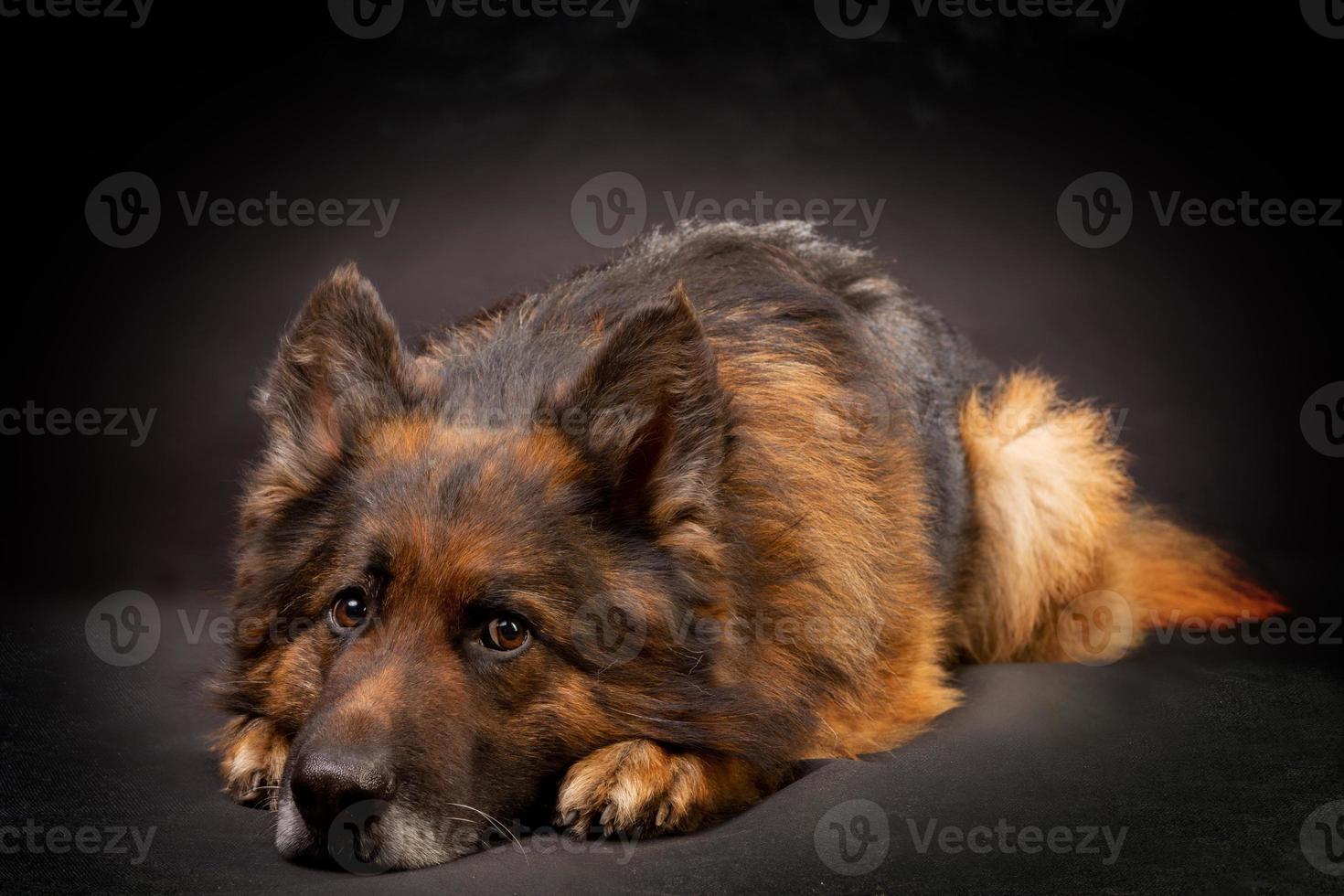 A bright German shepherd is lying on a black background alone photo