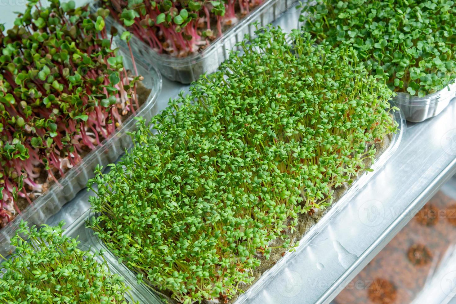 Growing seeds in a greenhouse. Micro-greenery farm. Production of environmentally friendly vitamin nutrition, blurred focus photo