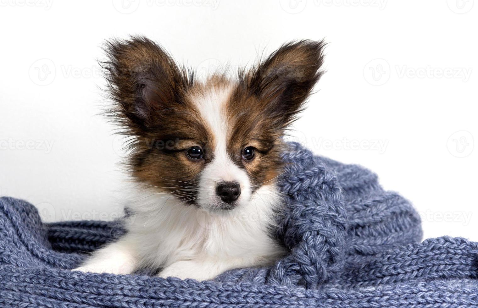 retrato de un lindo cachorro papillon en una bufanda de punto gris sobre un fondo claro foto