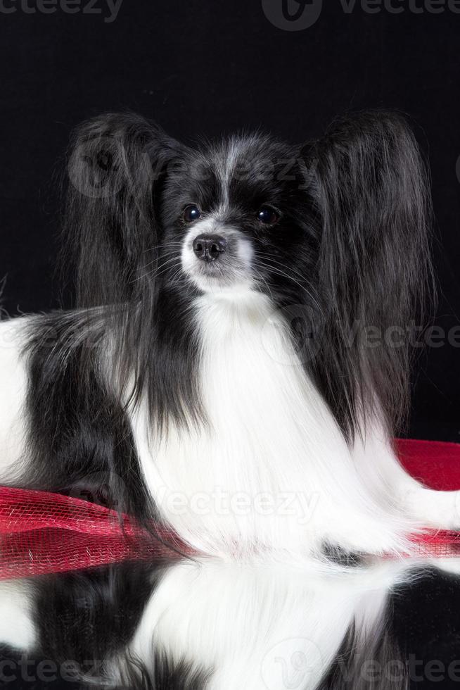 foto de estudio de un adorable papillon sentado y mirando curiosamente