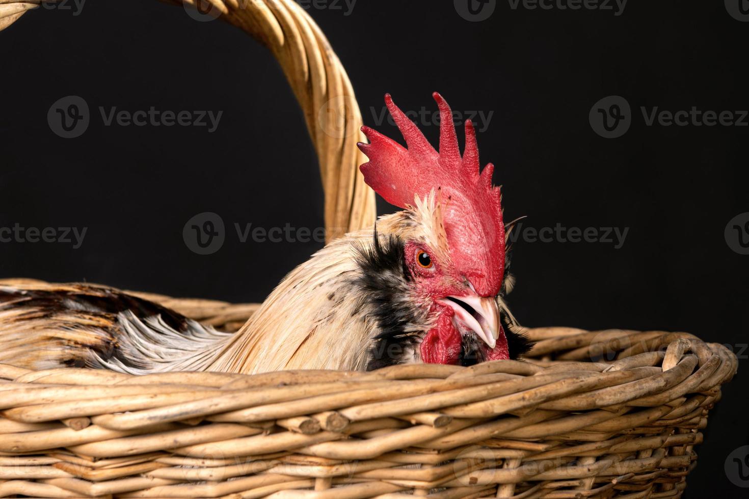 Close-up portrait of a rooster isolated on a black background photo